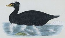 SURF SCOTER