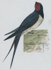 SWALLOW