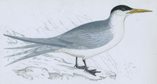 SWIFT TERN