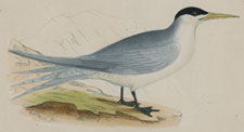 SWIFT TERN