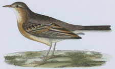 TAWNY PIPIT