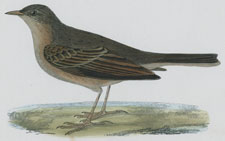 TAWNY PIPIT