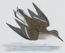 TEMMINCK'S STINT