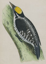 THREE-TOED WOODPECKER