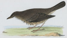 THRUSH