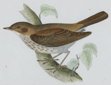 THRUSH NIGHTINGALE