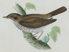 THRUSH NIGHTINGALE