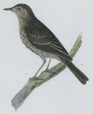 TREE PIPIT