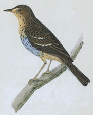 TREE PIPIT