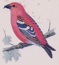 TWO-BARRED CROSSBILL