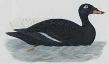 VELVET SCOTER