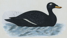 VELVET SCOTER