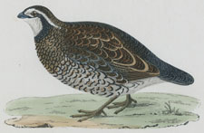 VIRGINIAN PARTRIDGE