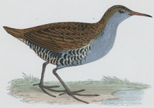 WATER RAIL