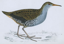 WATER RAIL