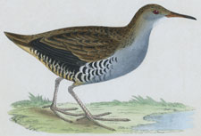 WATER RAIL