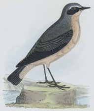 WHEATEAR