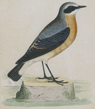 WHEATEAR