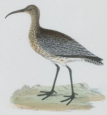 WHIMBREL