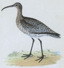 WHIMBREL