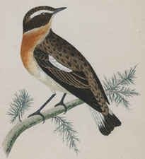 WHINCHAT