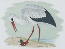 WHITE STORK