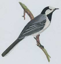 WHITE WAGTAIL