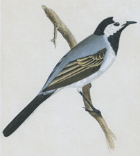 WHITE WAGTAIL