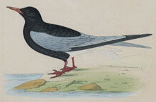 WHITE-WINGED BLACK TERN