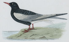 WHITE-WINGED BLACK TERN