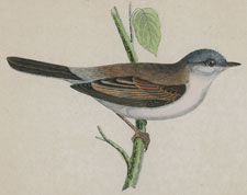 WHITETHROAT