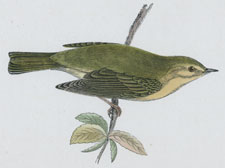 WILLOW WARBLER