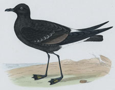 WILSON'S PETREL