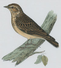 WOOD LARK