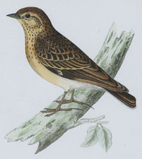 WOOD LARK