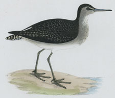 WOOD SANDPIPER