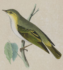 WOOD WARBLER