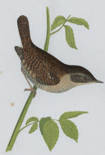 WREN