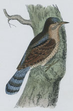 WRYNECK