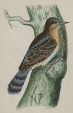 WRYNECK