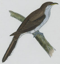 YELLOW-BILLED CUCKOO