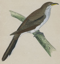 YELLOW-BILLED CUCKOO