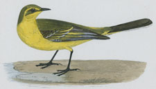 YELLOW WAGTAIL