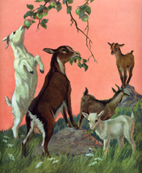 The goats eat tender leaves