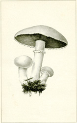 Common Field Mushroom