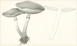 Horse-tail Fungus