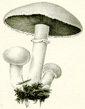 Antique mushroom prints 1897