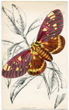 Plate 18- Dorycampa regalis 