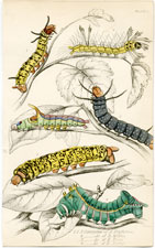 Plate 1, caterpillars of A. Erythrinae, etc.