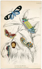 Plate 22 Limacodes Micilia, etc.